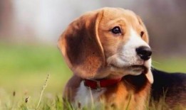 热点爆料狗狗系列视频,萌宠日常，欢乐无限